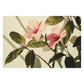Botanical Illustration