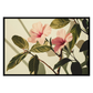 Botanical Illustration