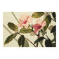 Botanical Illustration