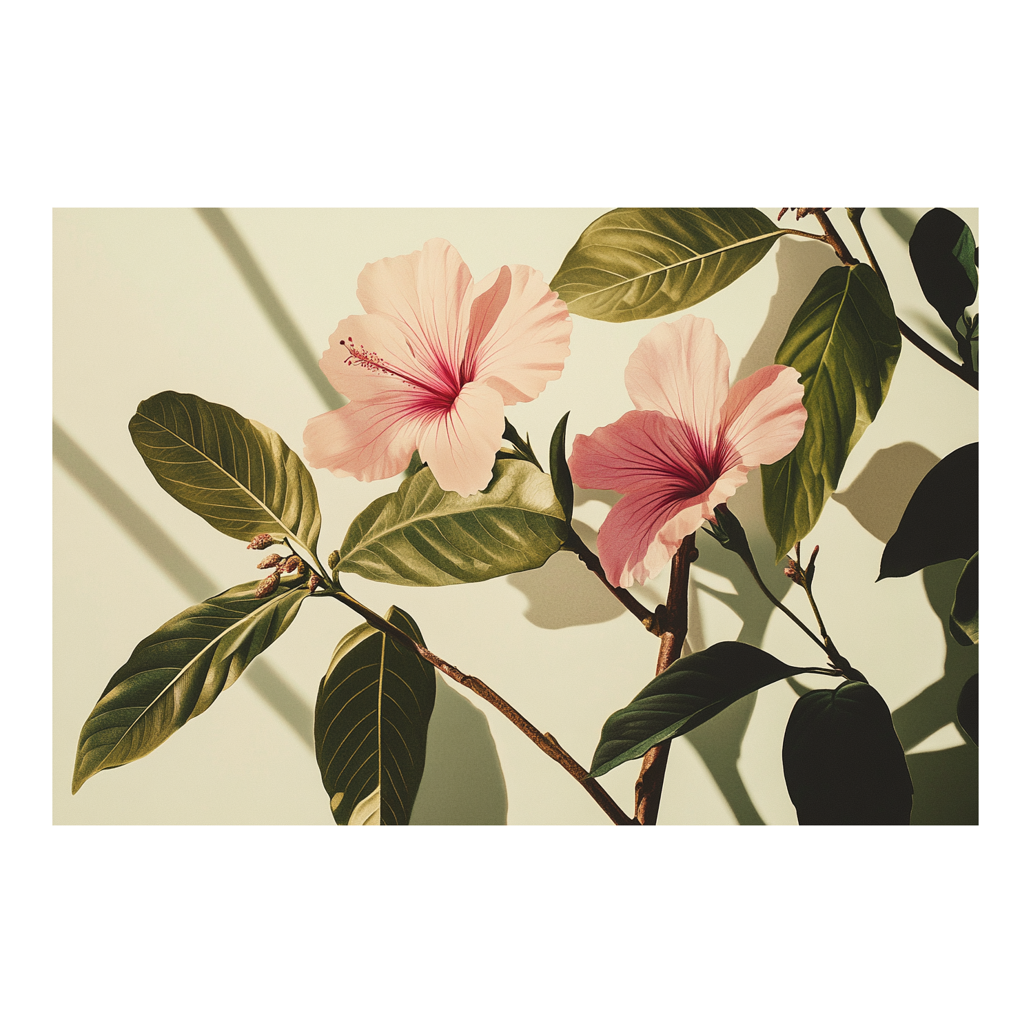 Botanical Illustration
