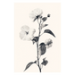 Botanical Illustration
