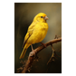 Canary