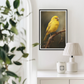 Canary