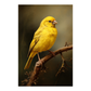 Canary