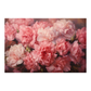 Carnation