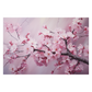 Cherry Blossom