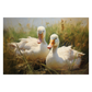 Goose