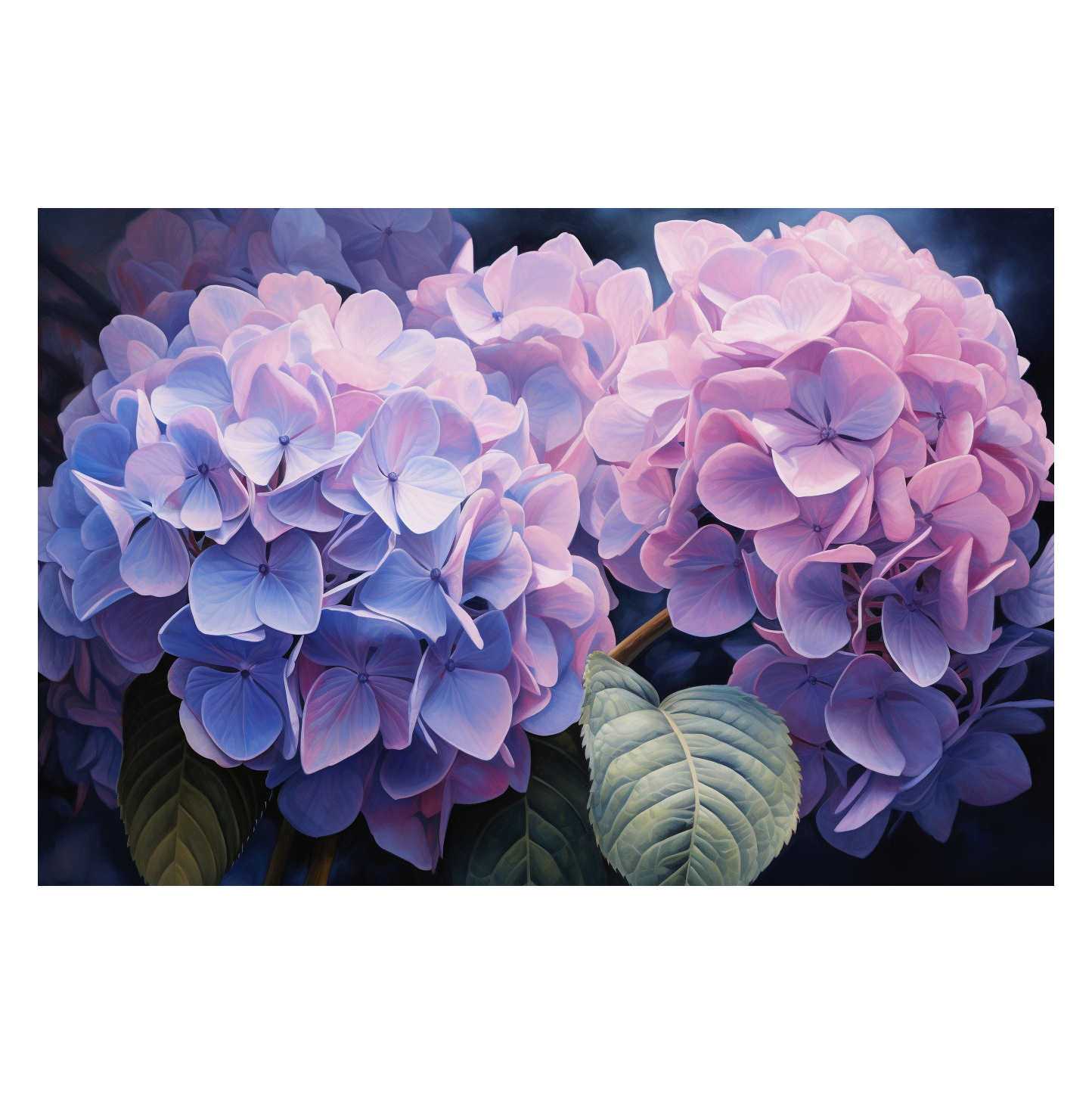 Hydrangea