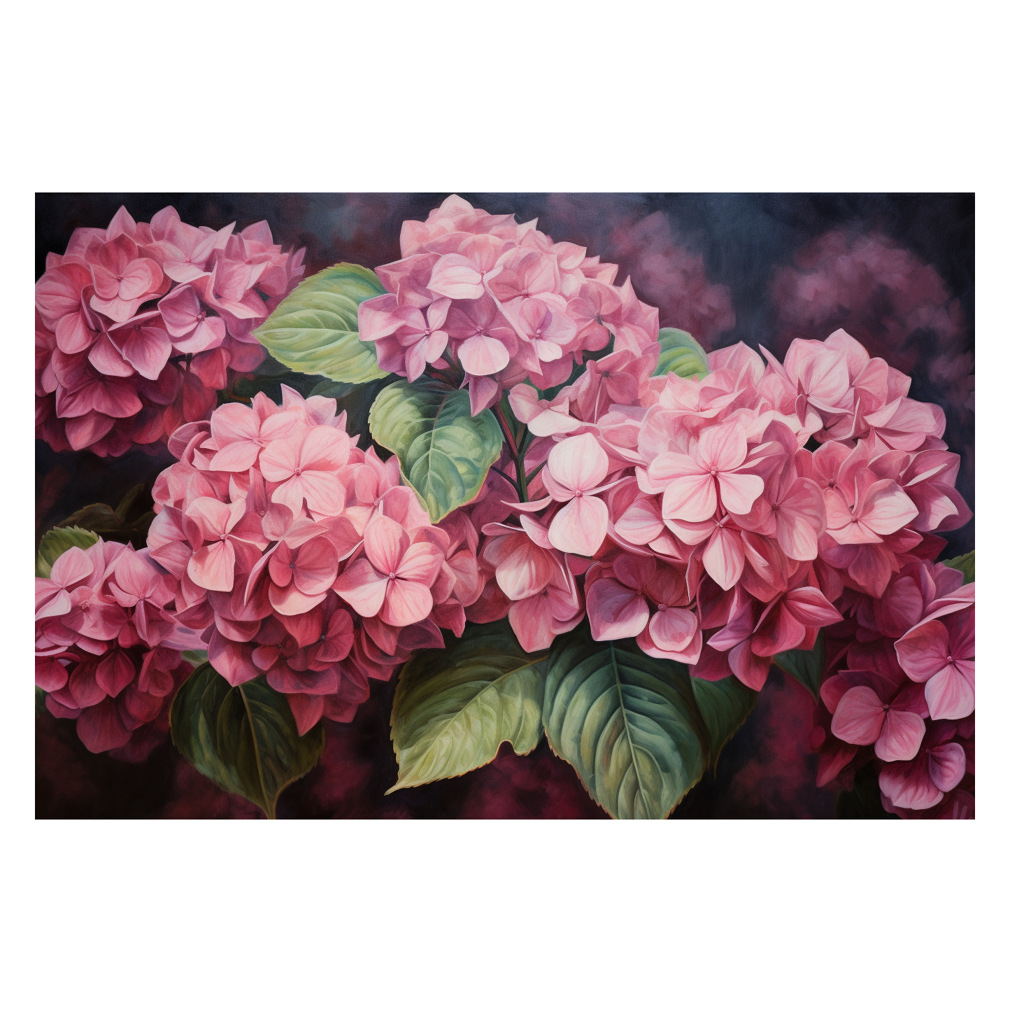 Hydrangea