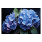 Hydrangea