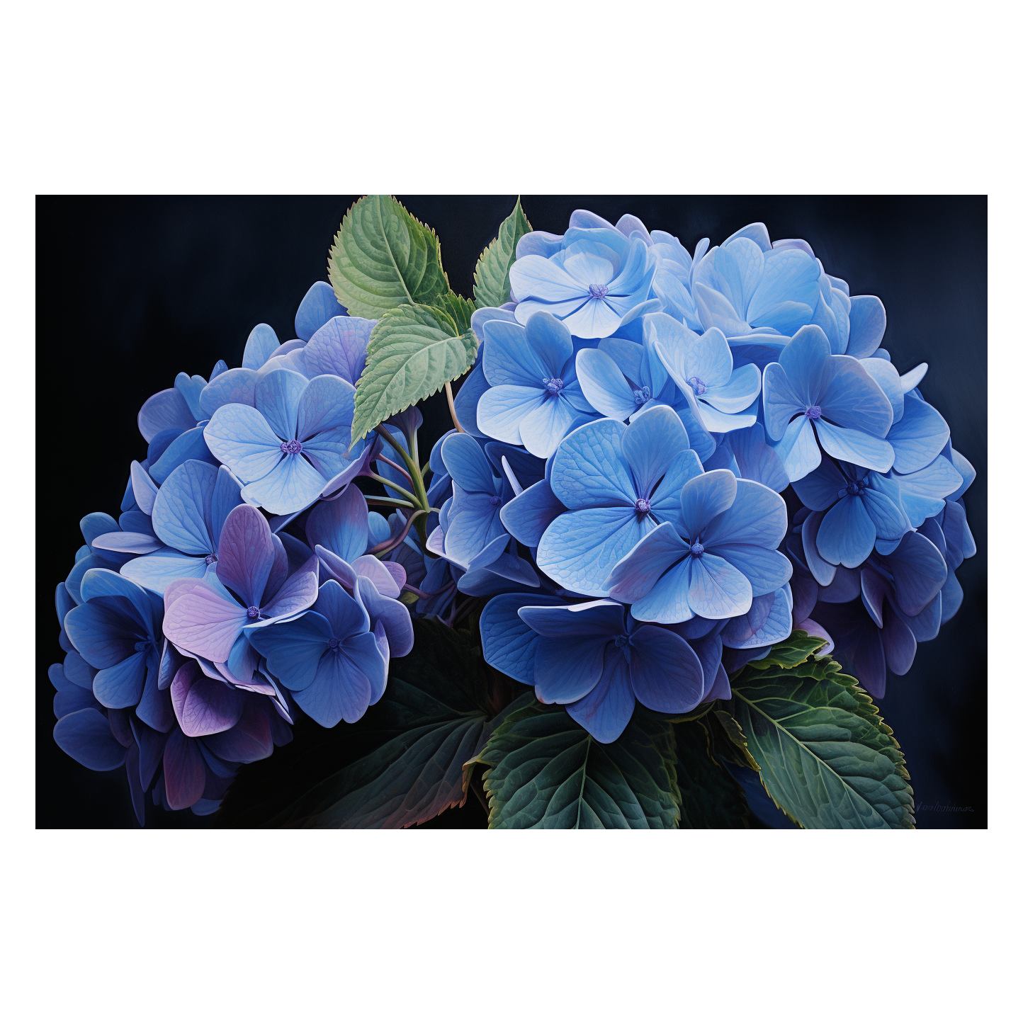 Hydrangea