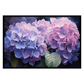 Hydrangea