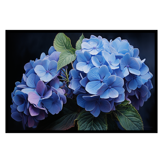 Hydrangea