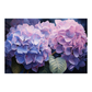 Hydrangea