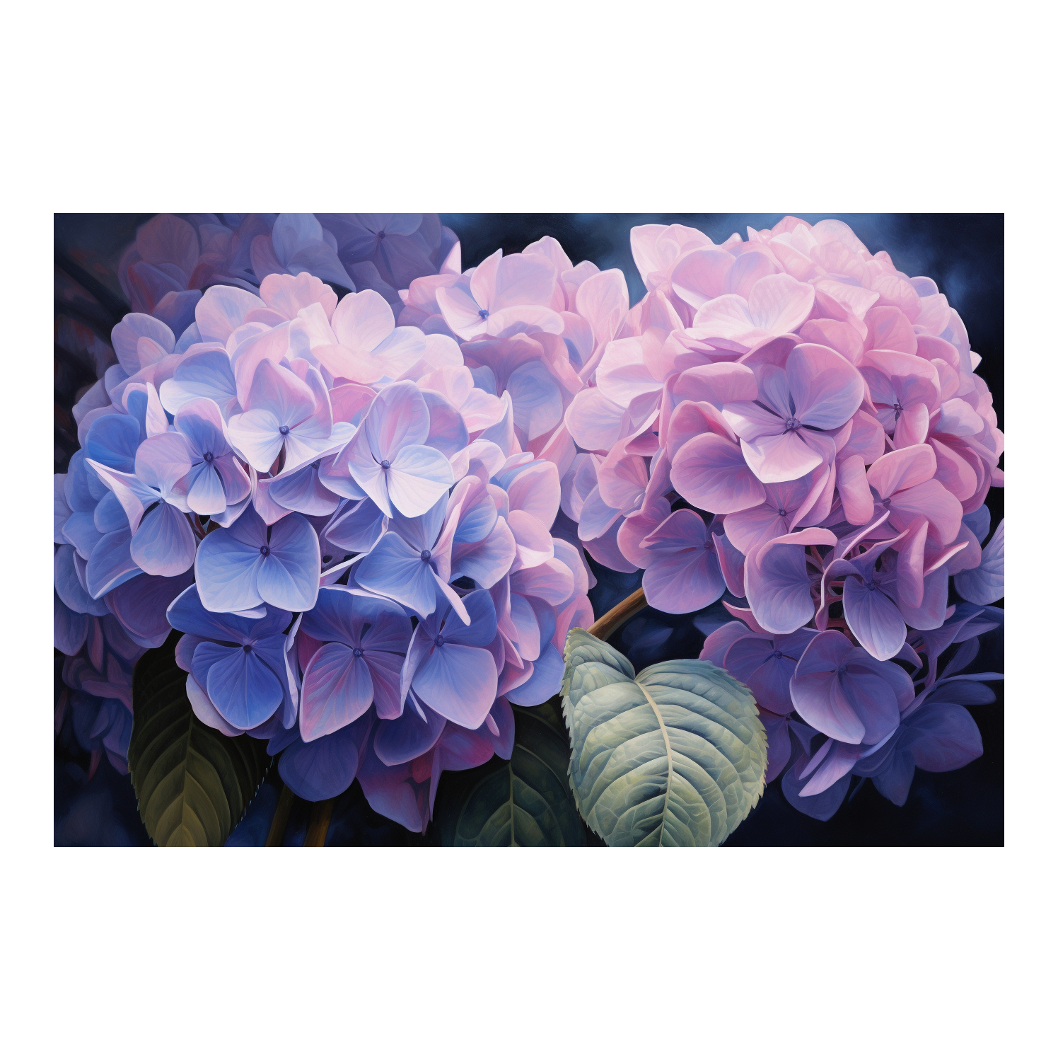 Hydrangea