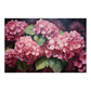 Hydrangea
