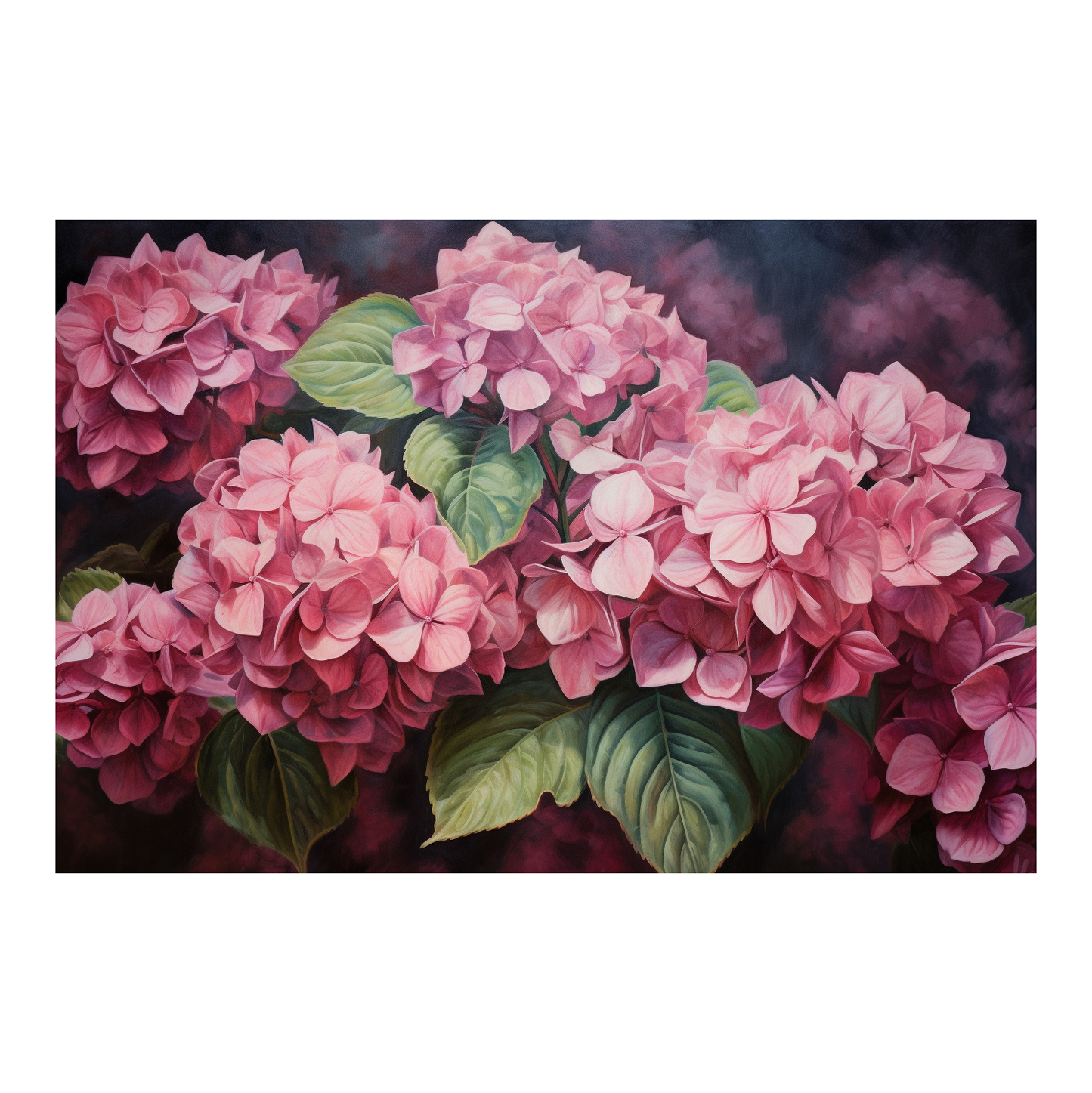 Hydrangea