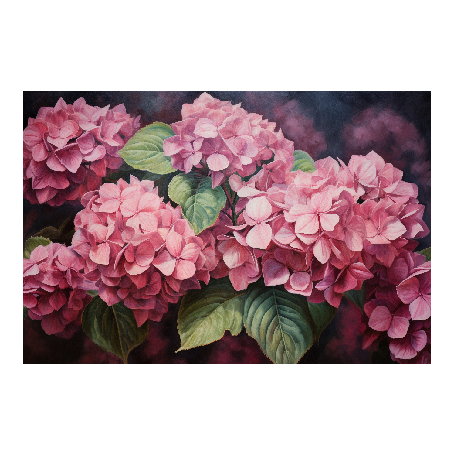 Hydrangea