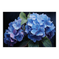 Hydrangea