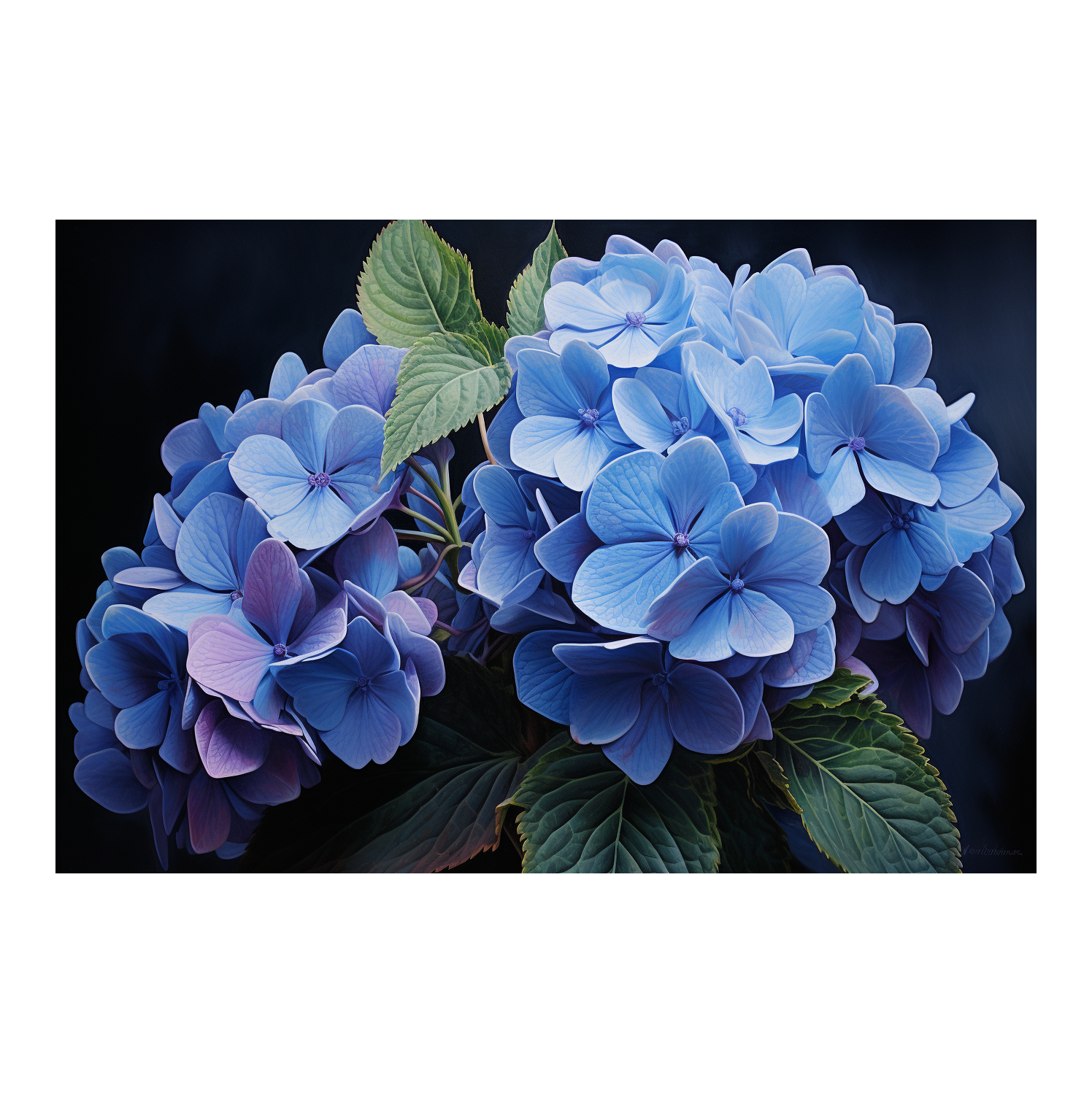 Hydrangea