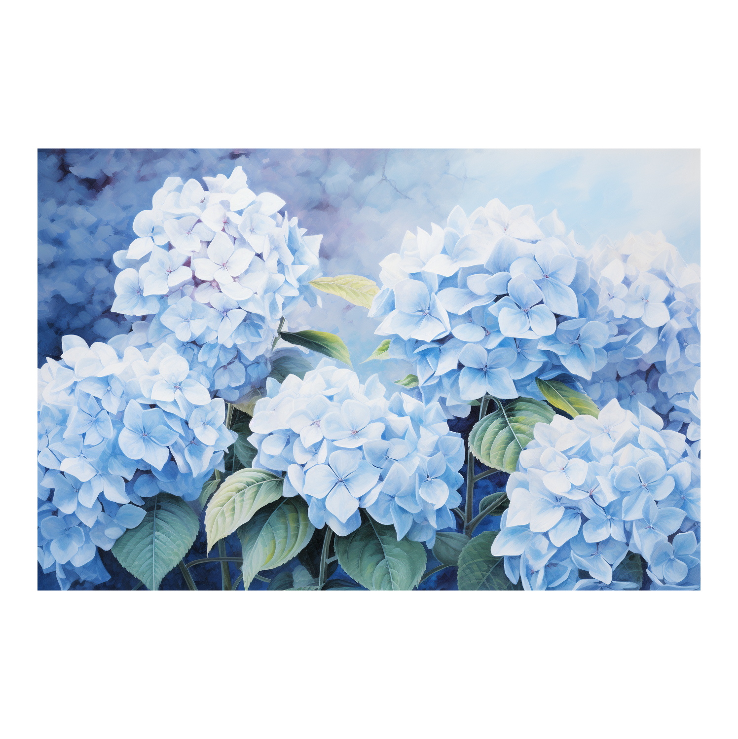 Hydrangea