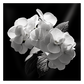 Hydrangea