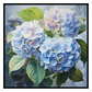Hydrangea