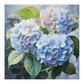 Hydrangea