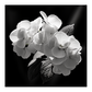 Hydrangea