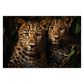 Leopards