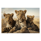 Leopards