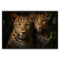 Leopards