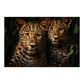 Leopards