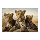 Leopards