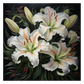 Lilly