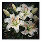 Lilly