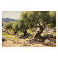 Olive Trees