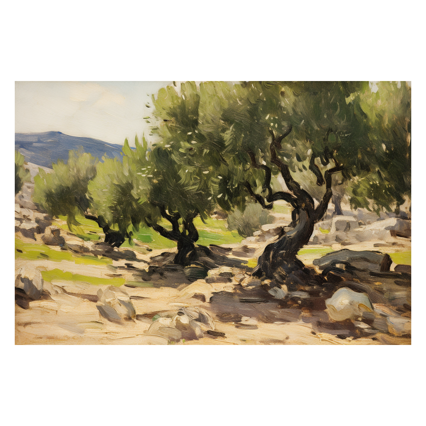 Olive Trees