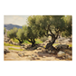 Olive Trees