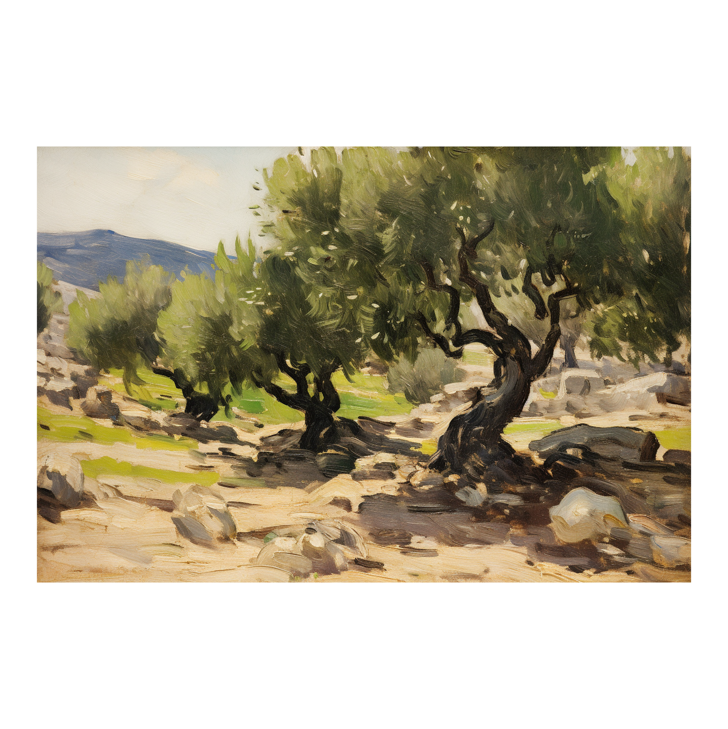 Olive Trees
