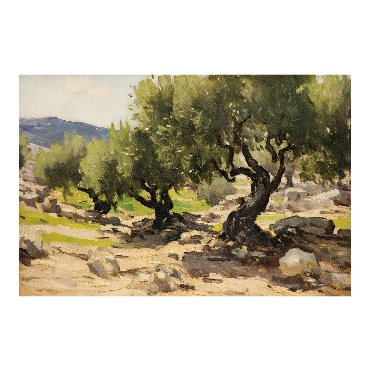Olive Trees