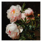 Peonie