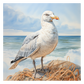 Seagull
