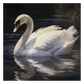 Swan