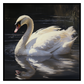 Swan