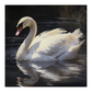 Swan