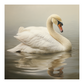 Swan