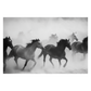 Wild Horses